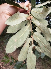 Quercus castanea