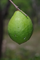 Landolphia lanceolata