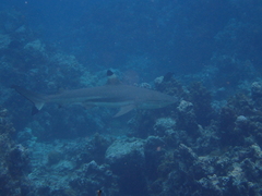 Carcharhinus melanopterus