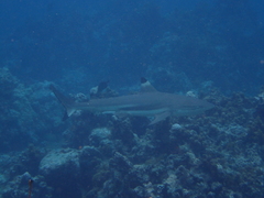 Carcharhinus melanopterus