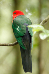 Alisterus scapularis scapularis