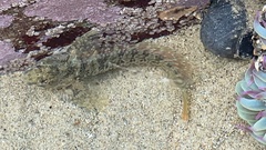 Hypsoblennius