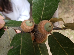 Quercus castanea
