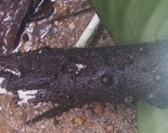 Xylaria tuberoides