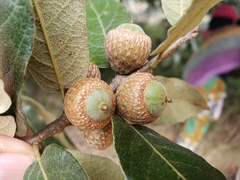 Quercus castanea