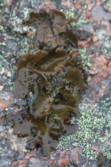 Umbilicaria torrefacta