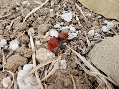 Dasymutilla erythrina