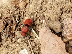 Dasymutilla erythrina
