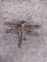 Triacanthagyna trifida