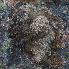 Sphaerophorus fragilis