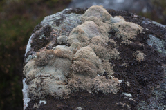 Sphaerophorus fragilis