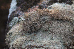 Sphaerophorus fragilis