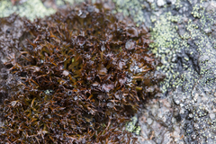 Cornicularia normoerica