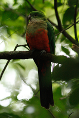 Alisterus scapularis scapularis