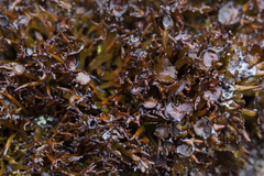 Cornicularia normoerica