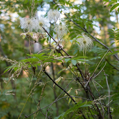 Clematis alpina sibirica