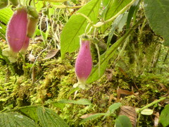 Kohleria affinis