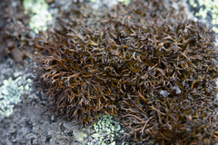 Cornicularia normoerica