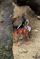 Goniopsis pelii
