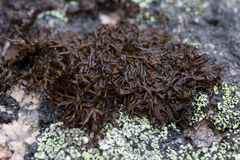 Cornicularia normoerica