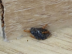 Monomorium pharaonis