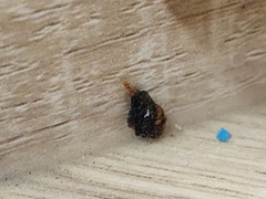 Monomorium pharaonis