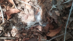 Dolichothele exilis