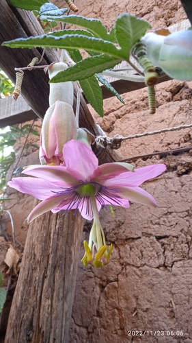 Image of Passiflora pinnatistipula by (c) Floro Ortiz Contreras, some rights reserved (CC BY)