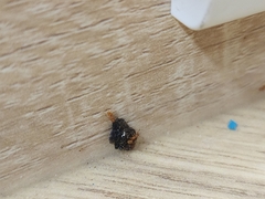 Monomorium pharaonis