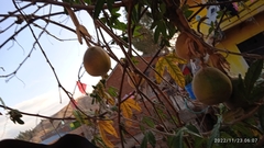 Passiflora pinnatistipula