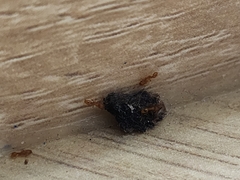 Monomorium pharaonis