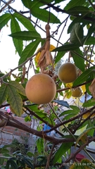 Passiflora pinnatistipula