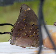 Charaxes bohemani