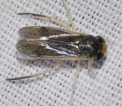 Cymatia rogenhoferi