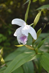 Sobralia