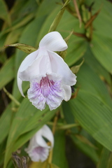 Sobralia