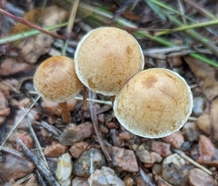 Agrocybe pediades
