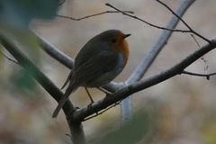 Erithacus rubecula