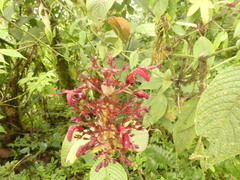 Stenostephanus