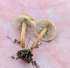 Agrocybe pediades