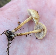 Agrocybe pediades