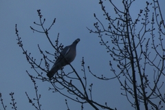 Columba palumbus