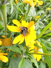 Bombus medius
