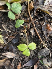 Fragaria vesca