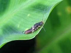 Spongiphoridae