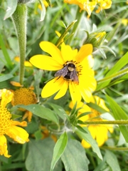 Bombus medius
