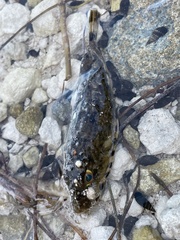 Sphoeroides spengleri