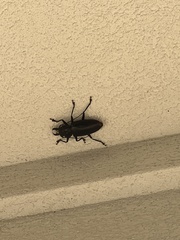 Stenodontes chevrolati