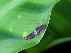 Spongiphoridae