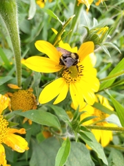 Bombus medius